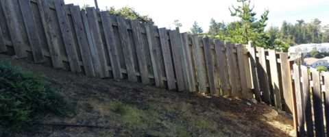 Redwood fence before restoring